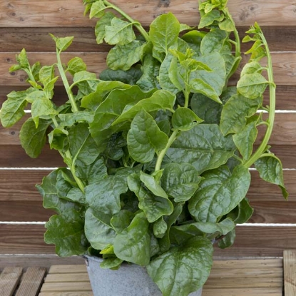Picture of Malabar Spinach Select Green (Basella Alba)